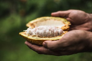 Close-up of opened cacao pod