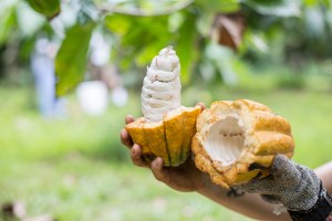 Opened cacao pod