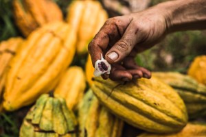 Close-up of cacao seed