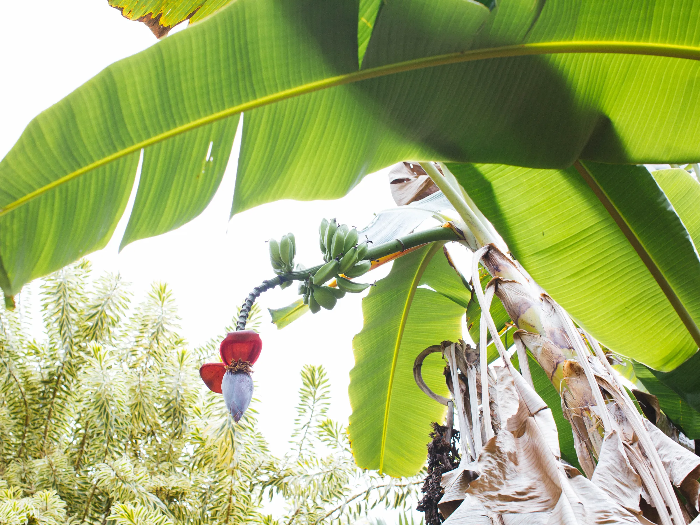 Kauai banana tree with fruit