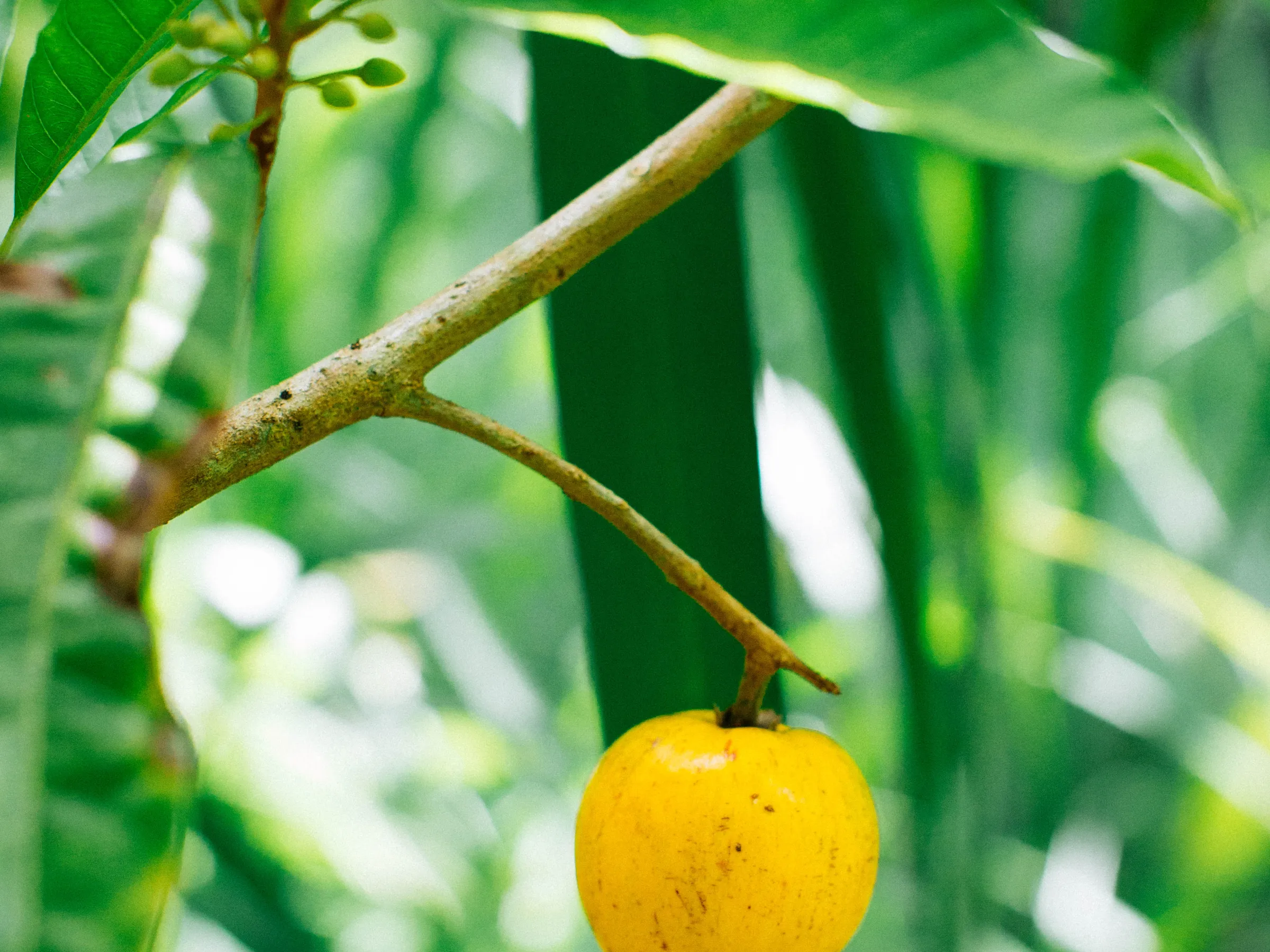 Yellow Hawaiian fruit