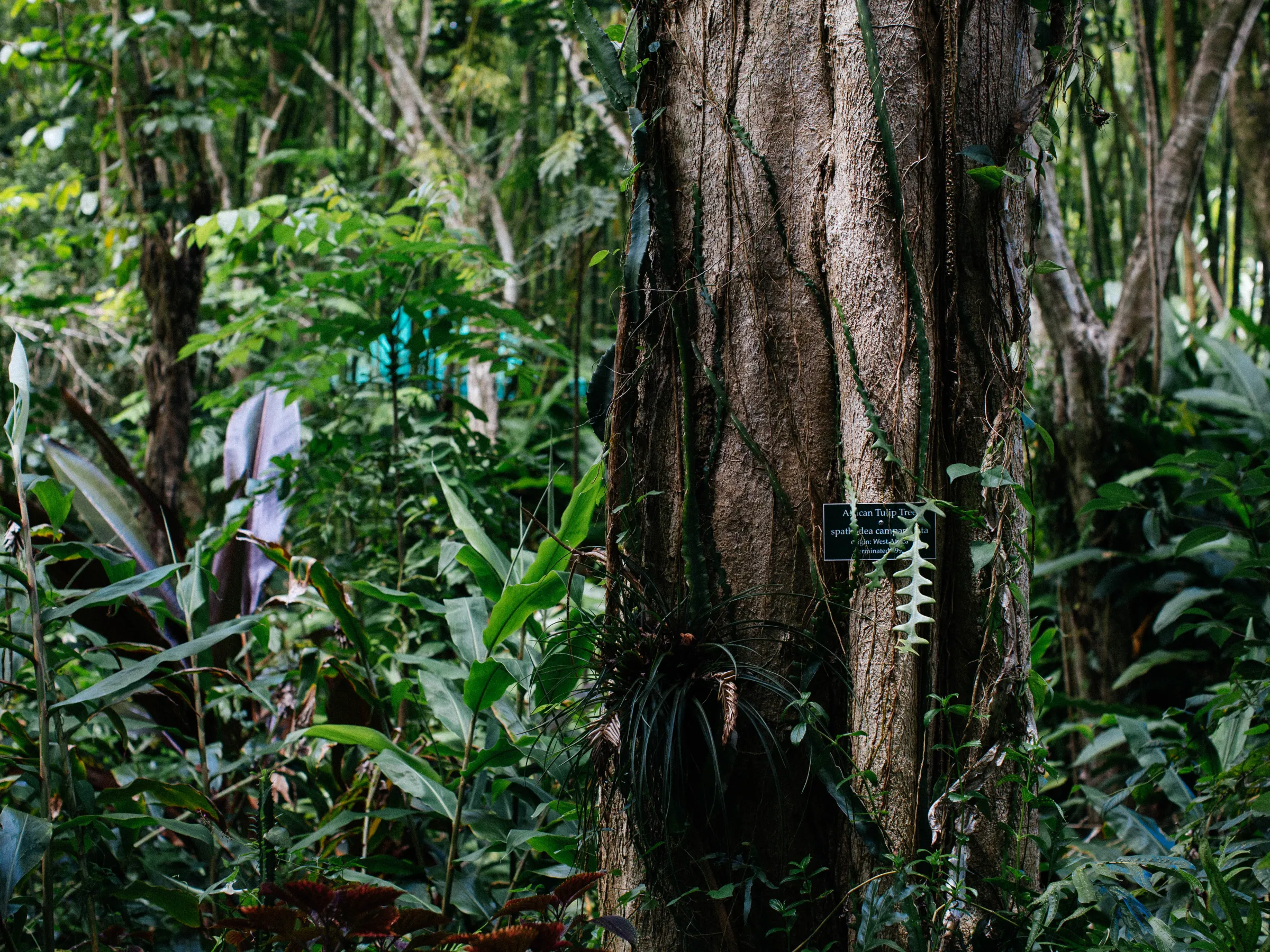 Jungle scene from Lydgate Farms