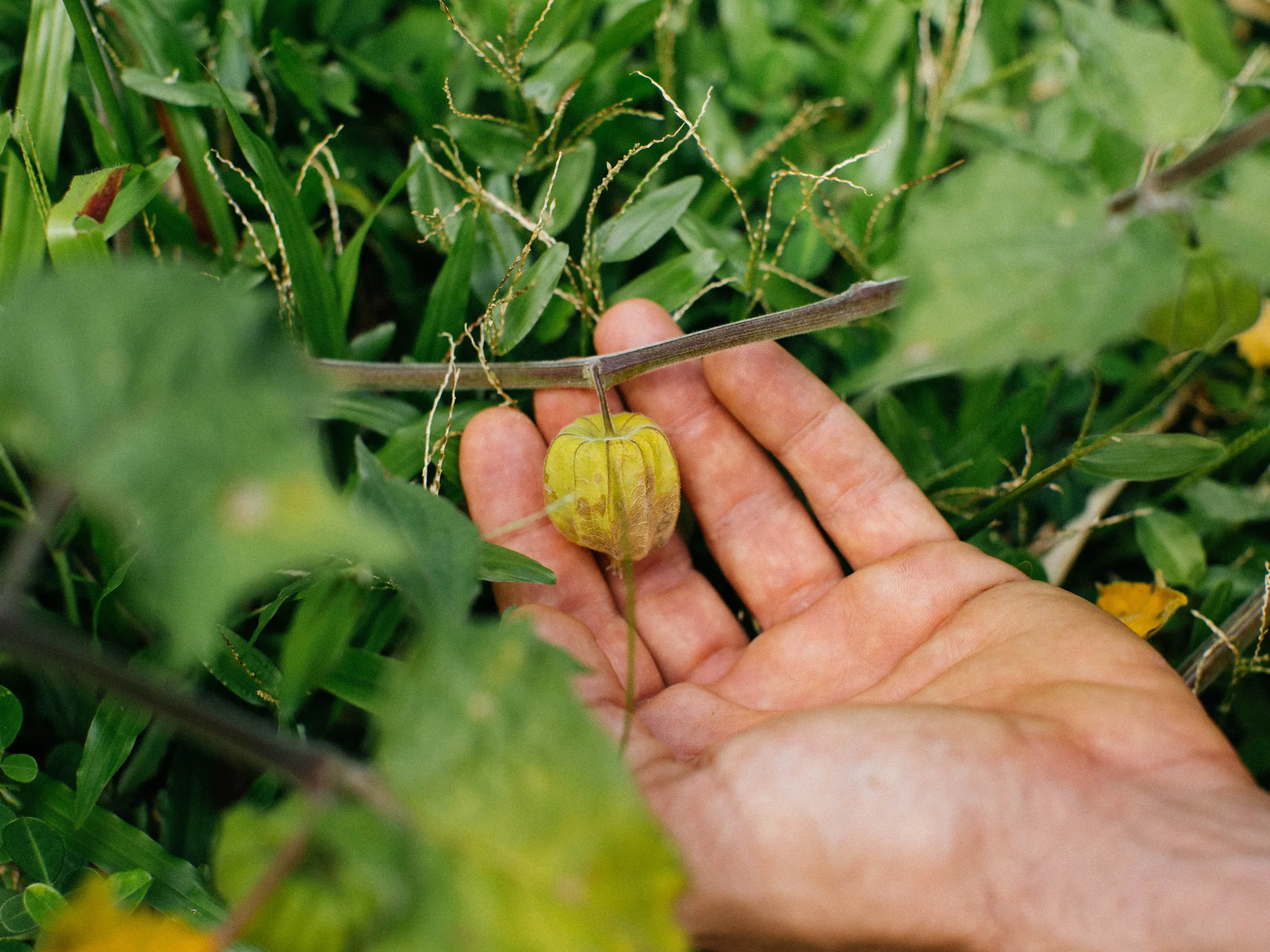 Hawaiian plant with small fruit