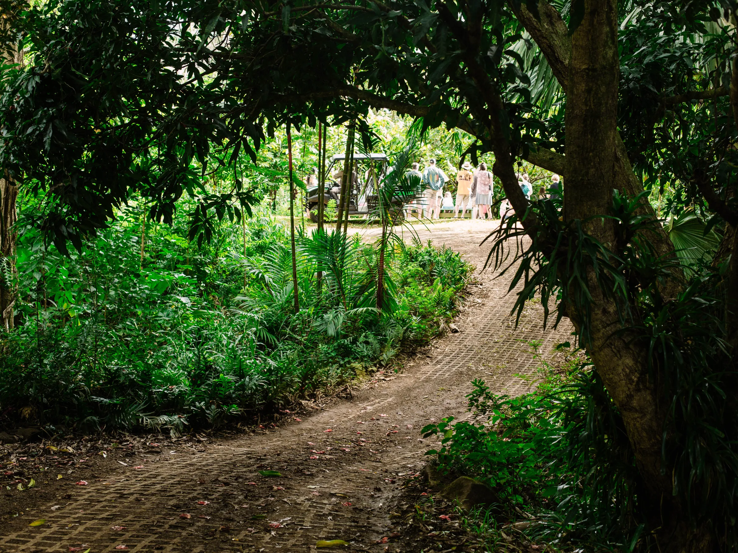 Dirt road to Lydgate Farms