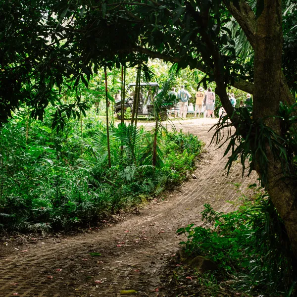 Dirt road to Lydgate Farms