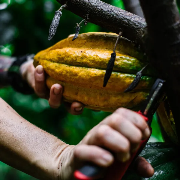 Cutting cacao from plant