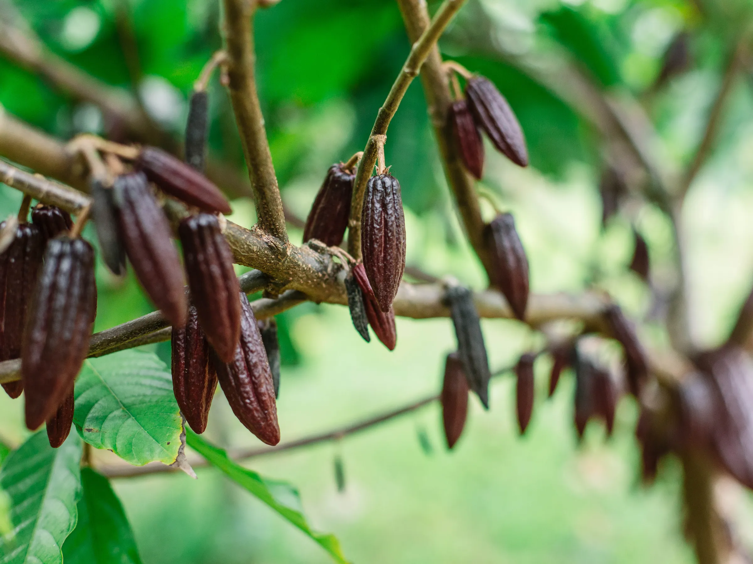 Cacao growing on plant