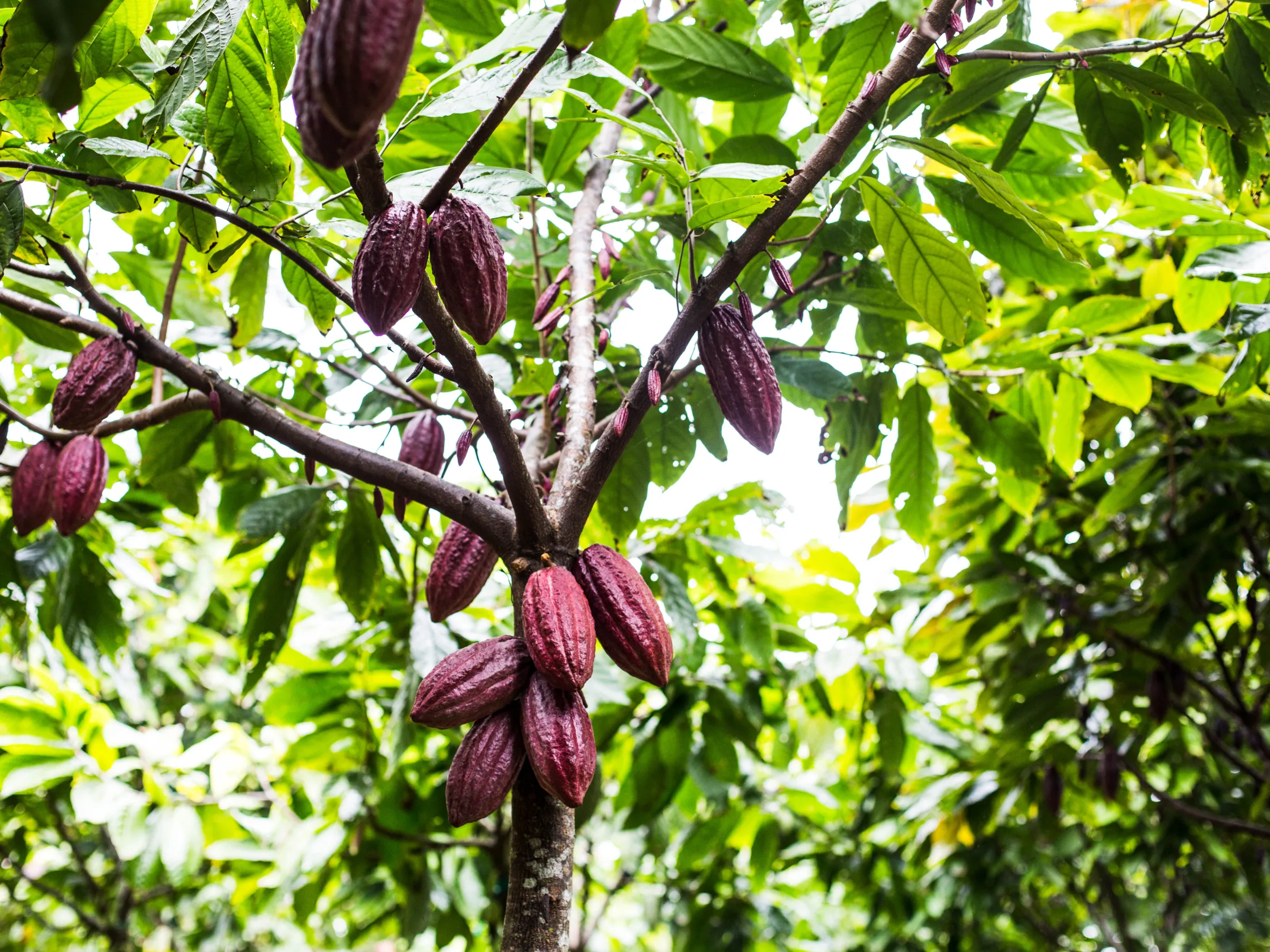 Kauai Cacao plants