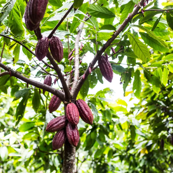 Kauai Cacao plants