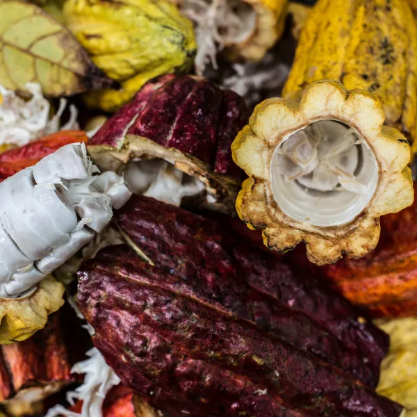 Colorful Hawaiian cacao pods