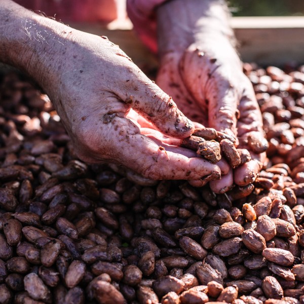 Hands and cocoa beans