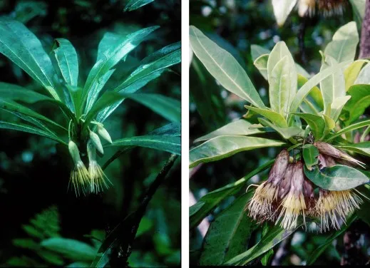 Hesperomannia lydgatei, an endangered Hawaiian flowering shrub endemic to Kauai
