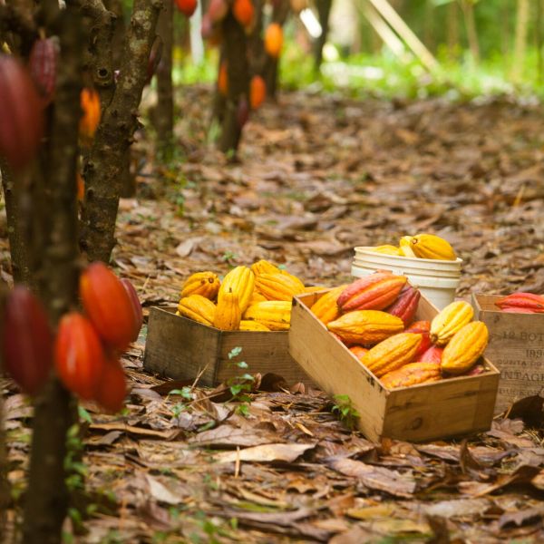 Harvested Cacao Pods in Wooden Boxes