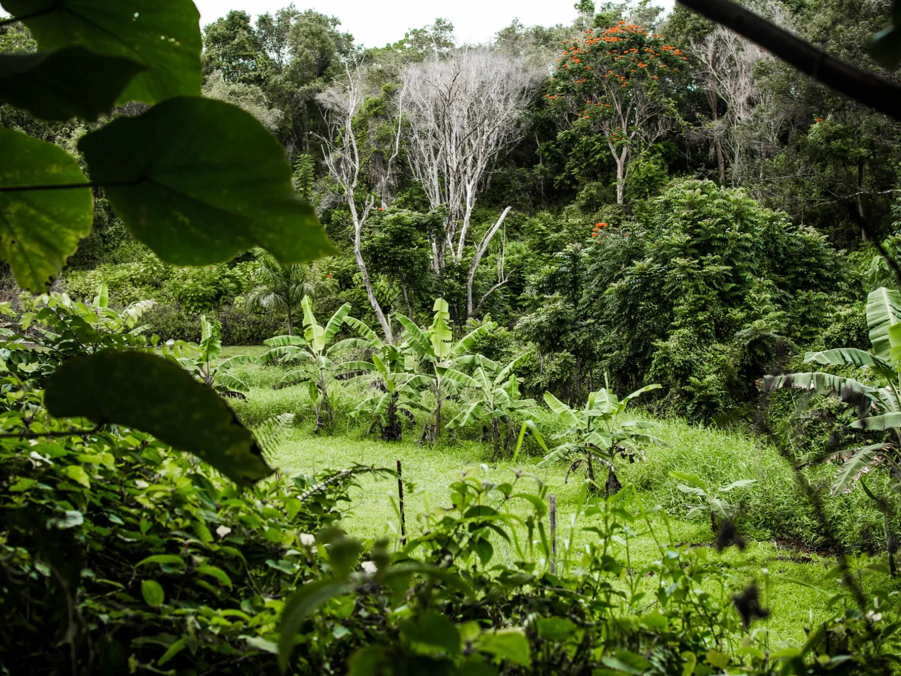 Kauai Island Vegetation