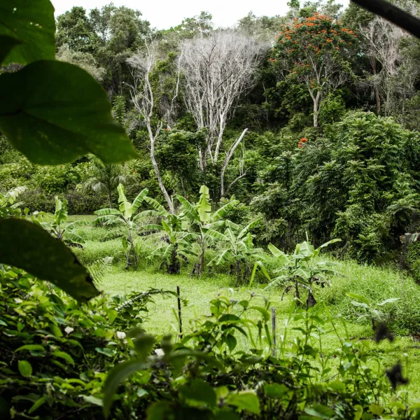 Kauai Island Vegetation