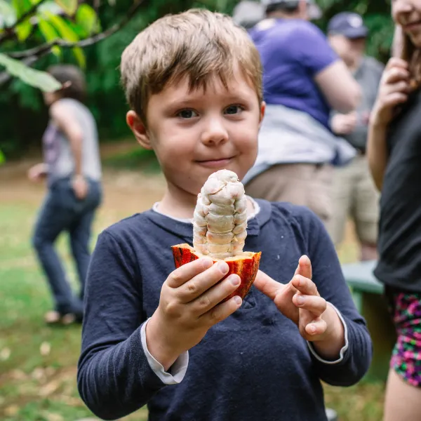 young boy holding cacao fruit at lydgate farms, kauai, hawaii, usa