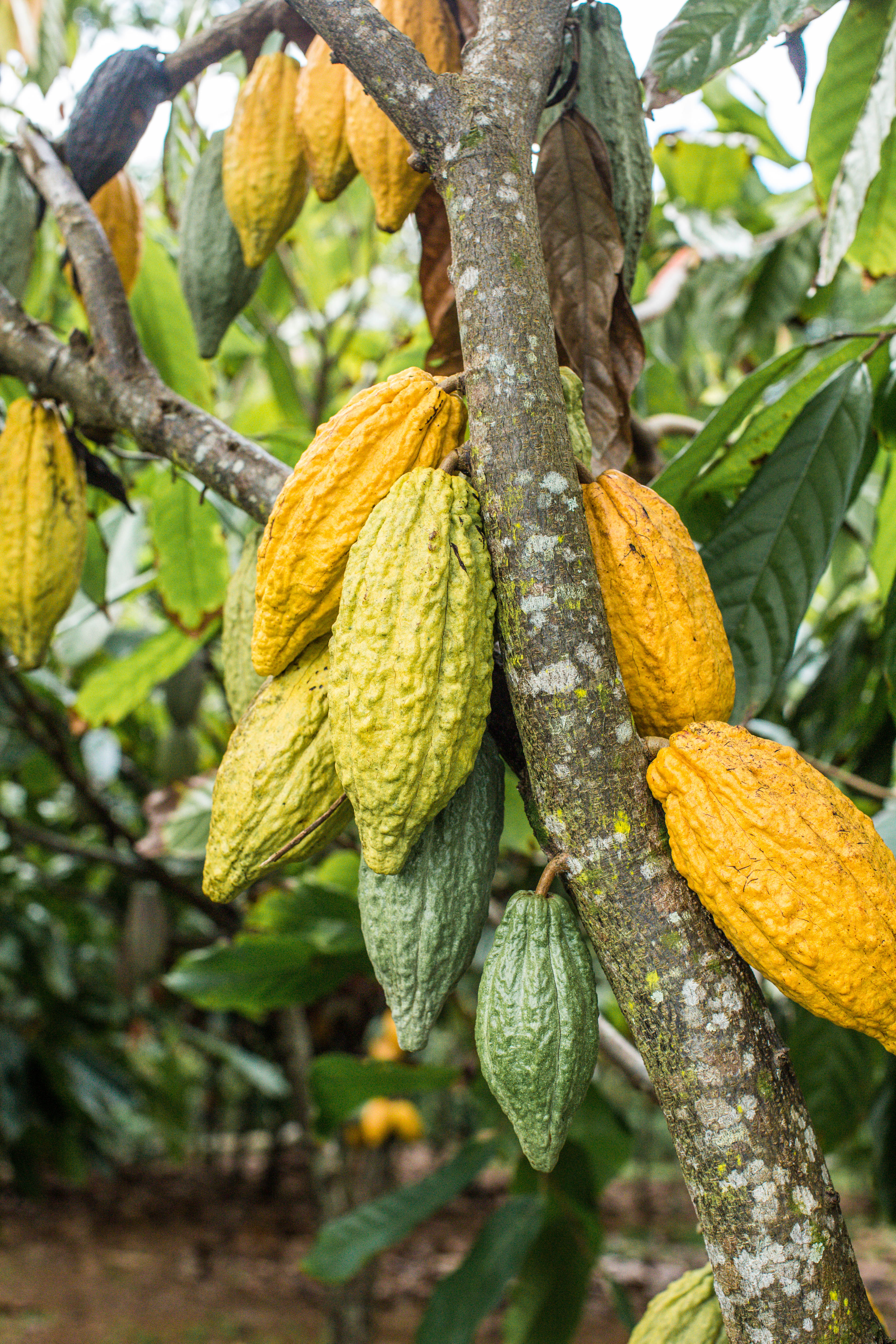 History of Chocolate Education Kauai | Lydgate Farms