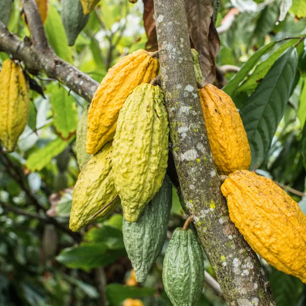 green and yellow cacao pods hanging from the branches of cacao trees at Lydgate Farms, Kauai, Hawaii, USA