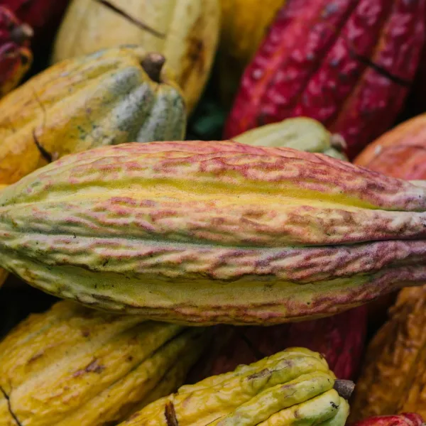 fresh, tropical cacao fruit from lydgate farms, kauai, hawaii, usa