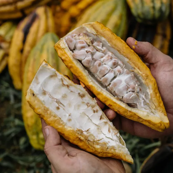 cacao fruit from lydgate farms kauai, hawaii, usa