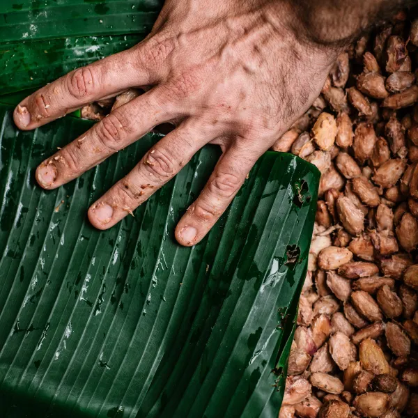 Fermenting Cacao Beans at Lydgate Farms on the Island of Kauai, Hawaii, USA.
