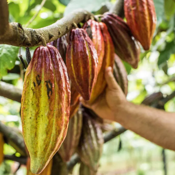 Lydgate Farms cacao pods hanging on a tree branch.