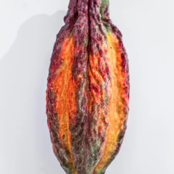 fresh theobroma cacao pod from Lydgate Farms located on the island of Kauai