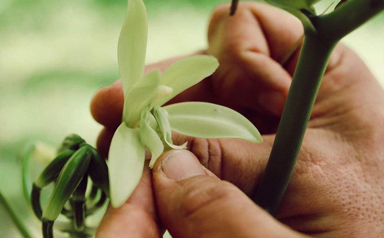 Vanilla Farm Hawaii Growing Vanilla Beans Lydfate Farms