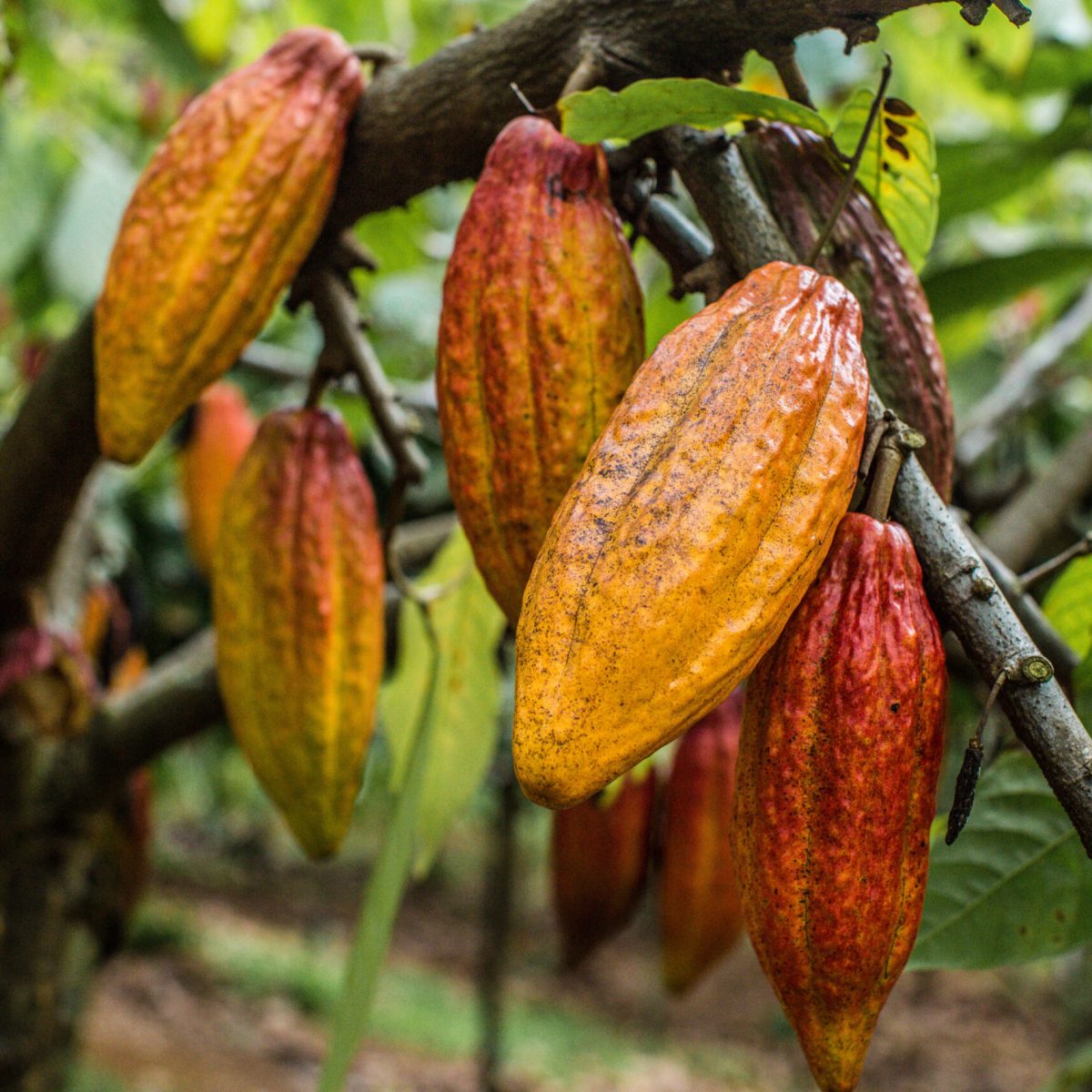 Lydgate Farms Chocolate Farm Kauai Tour and Tasting