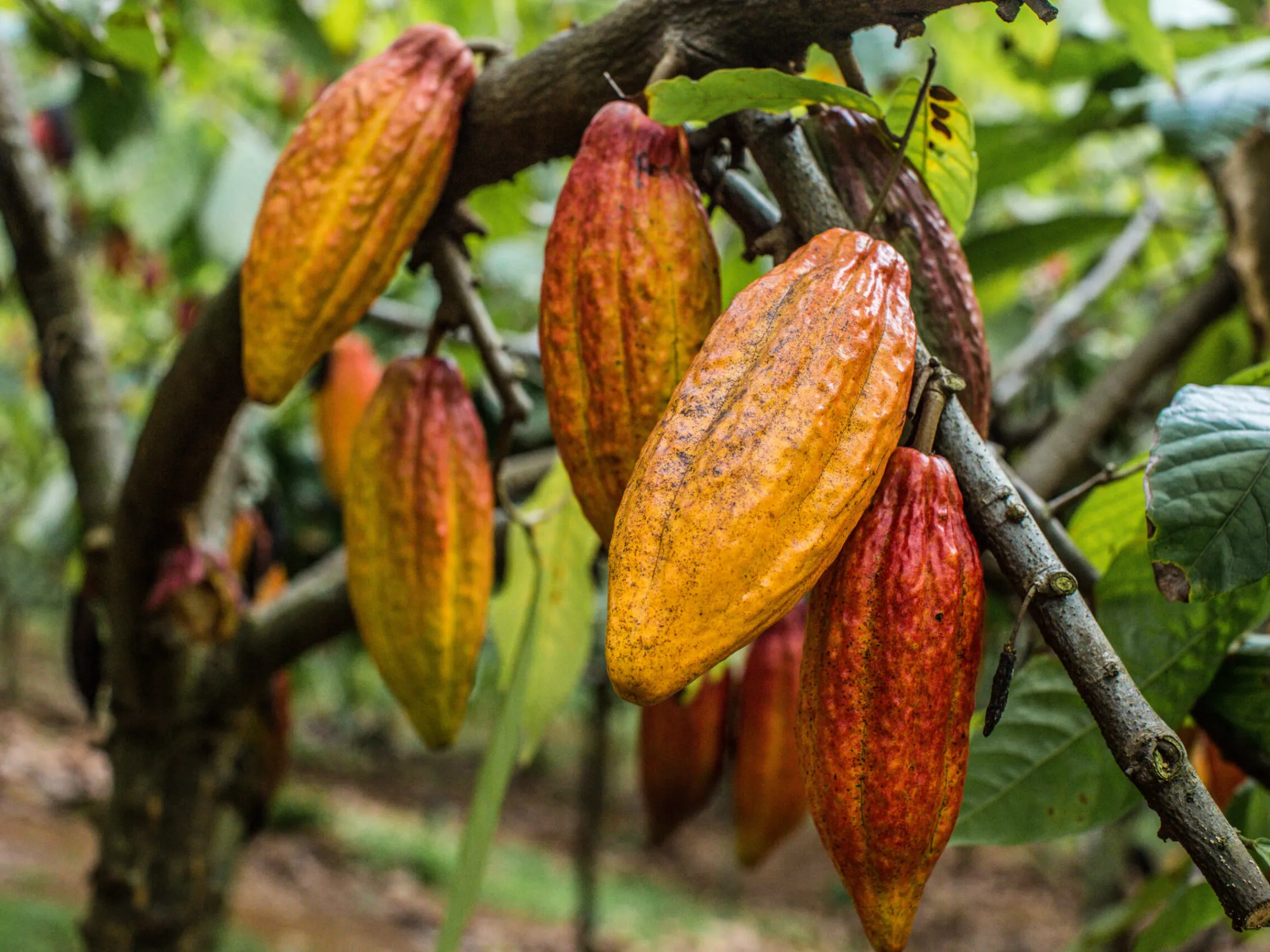 a close up of a fruit hanging on a tree branch