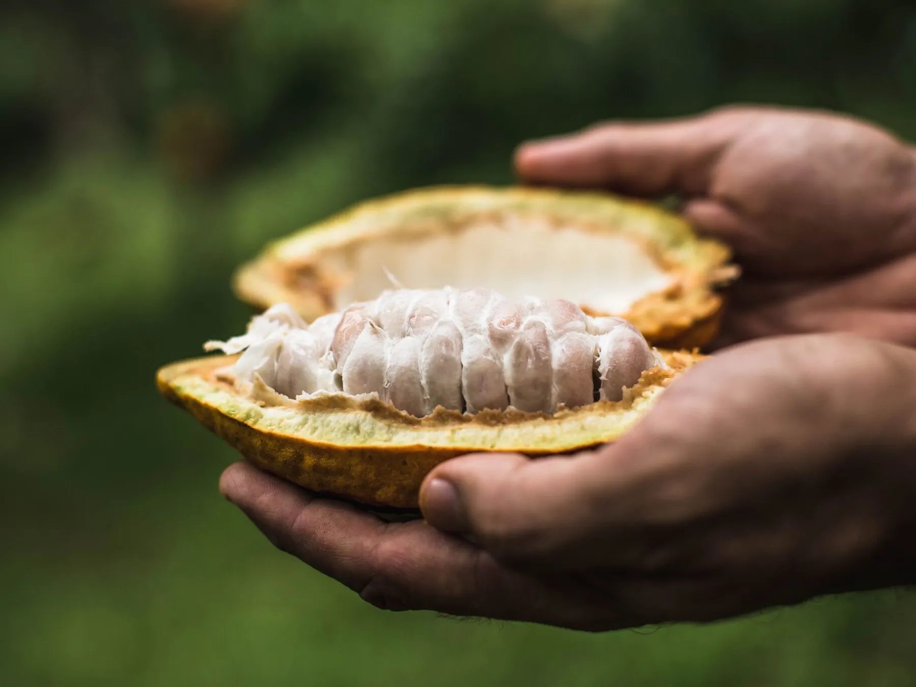 a hand holding a piece of food