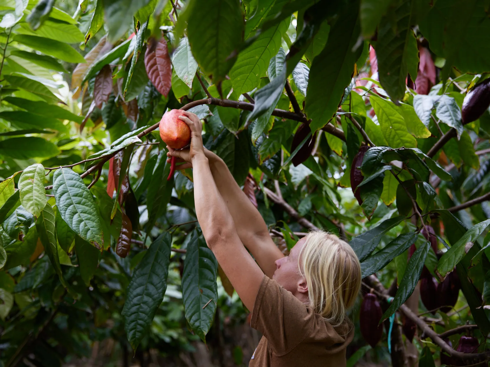 a person holding a banana tree
