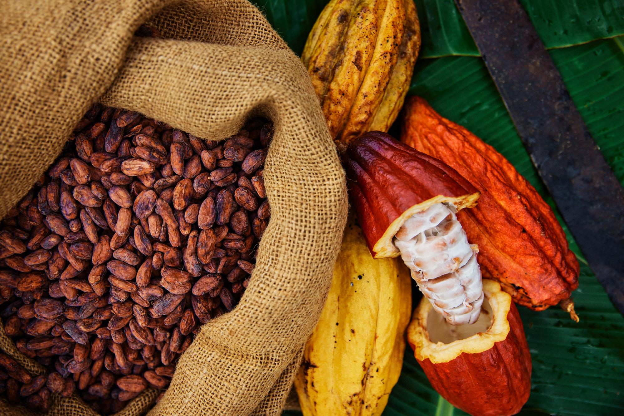 Lydgate Farms | Chocolate Farm Kauai Tour and Tasting