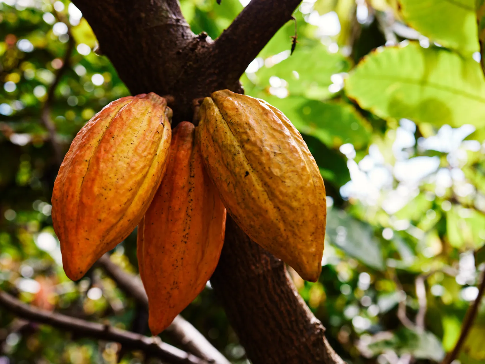 a fruit hanging on a tree branch