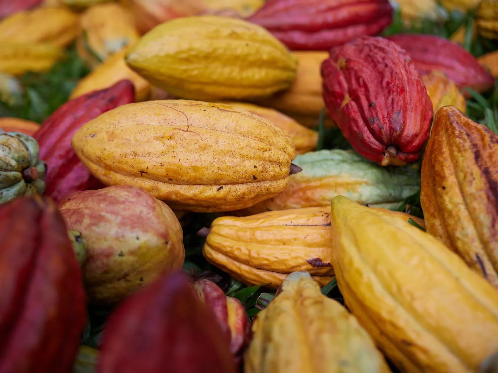 a close up of many different types of fruit